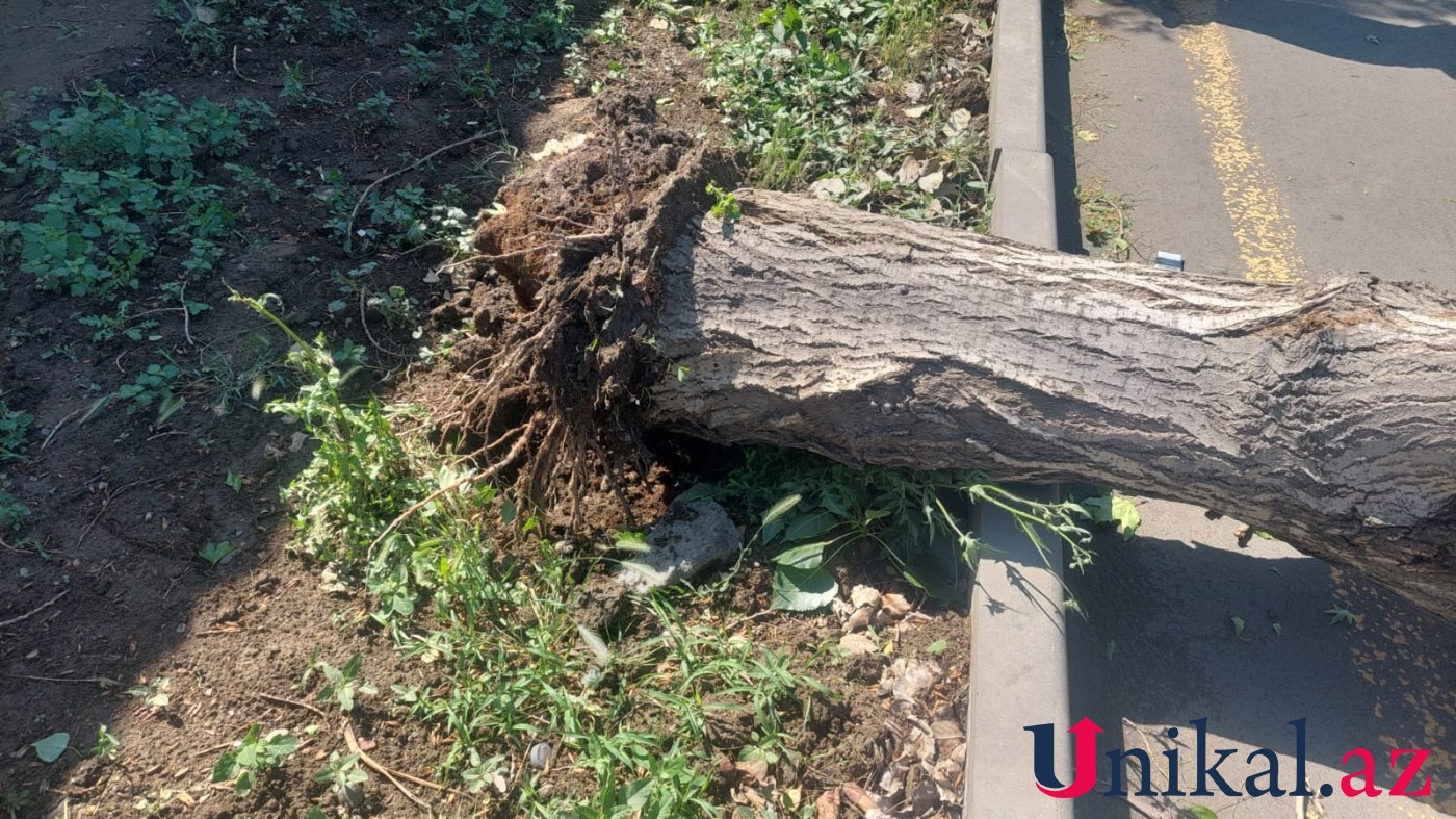 Güclü külək Gəncədə fəsadlar törətdi - FOTO